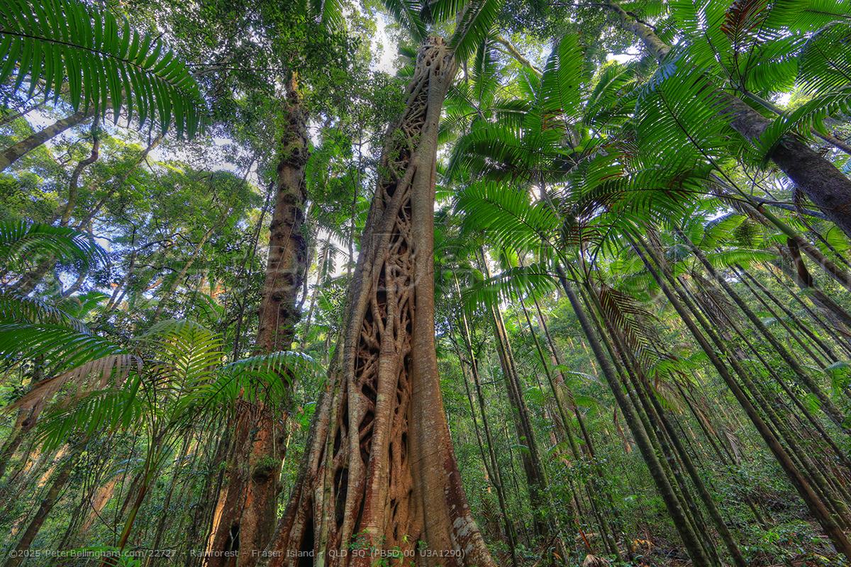 Peter Bellingham Photography Rainforest - Fraser Island - QLD SQ (PB5D 00 U3A1290)